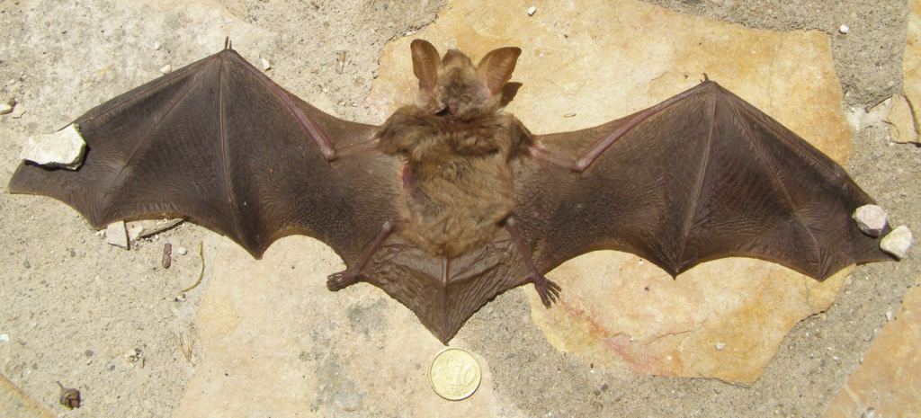 Myotis sp.